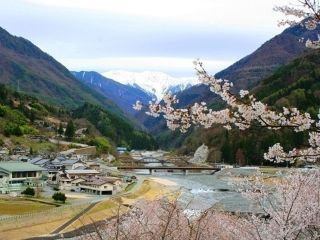 大西公園の桜写真２