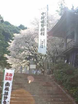 中将姫誓願桜写真2