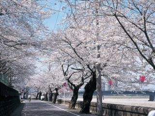 岐阜公園・長良川堤・鵜飼桜写真２