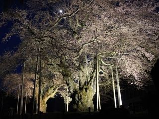 荘川桜写真２
