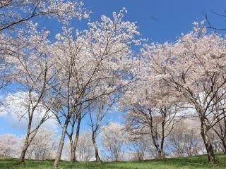 キリン木曽川水源の森の桜写真２