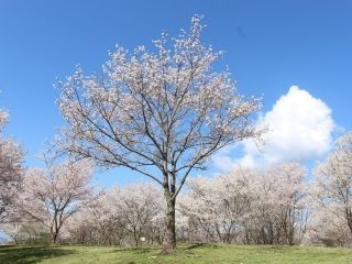 キリン木曽川水源の森の写真３