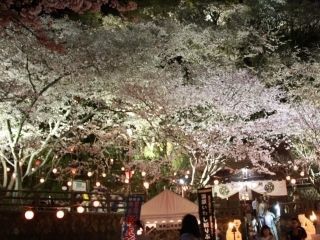 御殿山の桜写真2