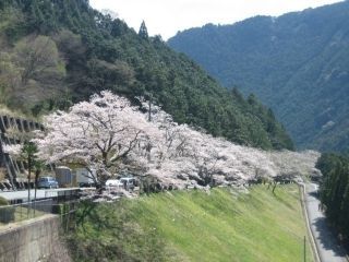 秋葉ダム千本桜写真１