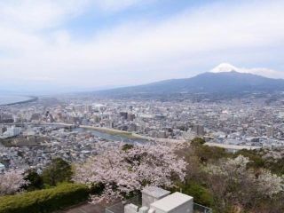 香貫山の桜写真１