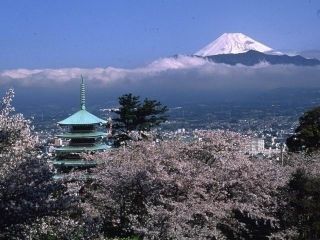 香貫山の桜写真２