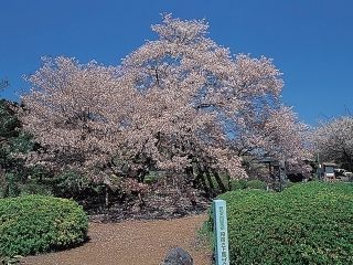 狩宿の下馬ザクラ写真２