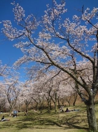 大室山山麓さくらの里写真２