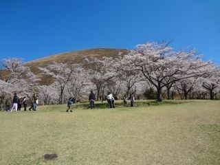 大室山山麓さくらの里の写真４