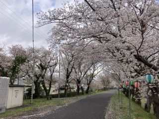 河原町桜堤防の桜写真２