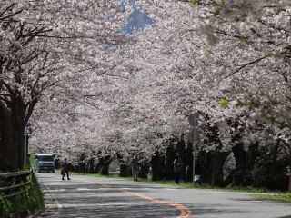 狩野川さくら公園の桜写真１