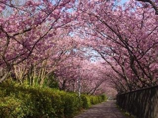 伊豆・河津町の河津桜写真２
