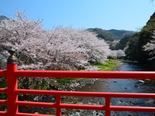 松崎町那賀川沿い・富士見彫刻ラインの桜写真２