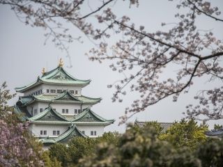 名古屋城の桜写真１