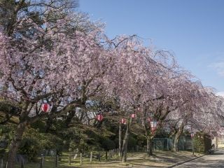 名古屋城の桜写真２