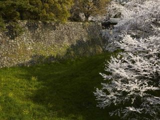 名古屋城の写真４