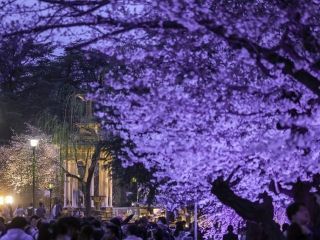鶴舞公園の桜写真２