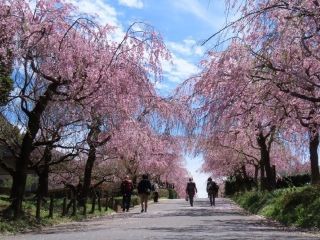 東谷山フルーツパークの桜写真２