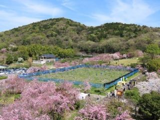 東谷山フルーツパークの写真４