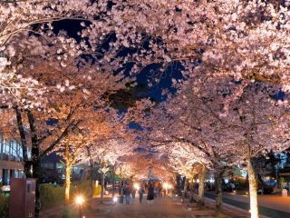豊川公園の桜トンネル写真２