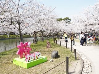 亀城公園（愛知県）の桜写真１
