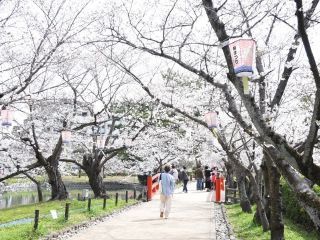 亀城公園（愛知県）の桜写真２