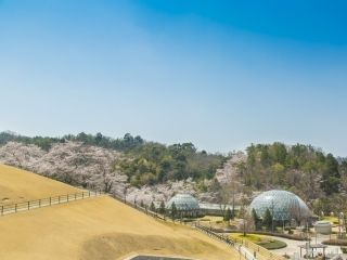 鞍ケ池公園の桜写真２