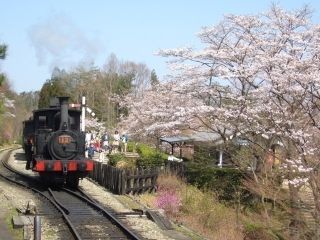 博物館 明治村の桜写真2