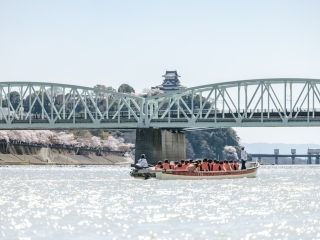 国宝犬山城と木曽川遊歩道の桜写真２