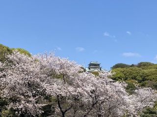 小牧山の桜写真１