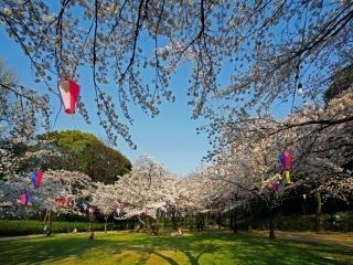 小牧山の桜写真２