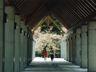 愛知県民の森の桜写真１