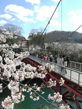 桜淵公園の桜写真２