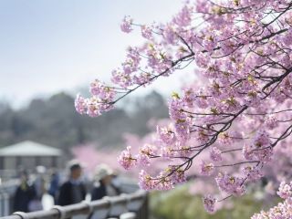 二ツ池公園の桜写真１