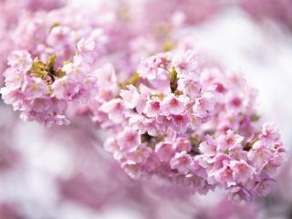 二ツ池公園の桜写真２