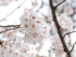 三好公園の写真３