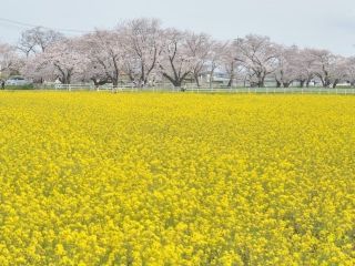 五条川の桜並木の写真４