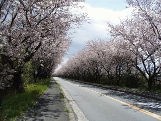 鍋田川堤桜並木写真２