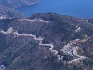 奥琵琶湖パークウェイの桜写真１