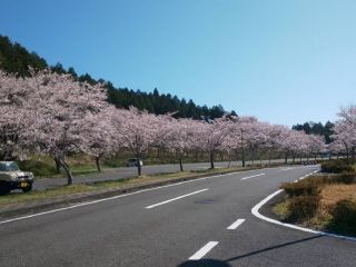 鹿深夢の森の桜写真2