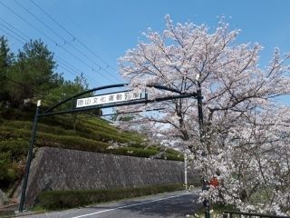 雨山文化運動公園の桜写真1