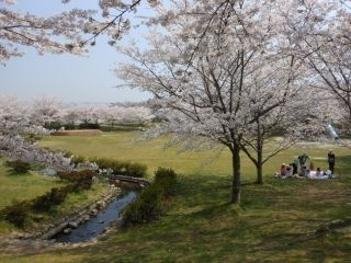 じゅらくの里の桜写真２