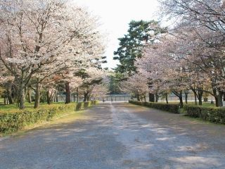 京都御苑の桜写真２