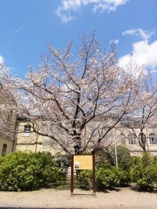 京都府庁旧本館の桜写真２