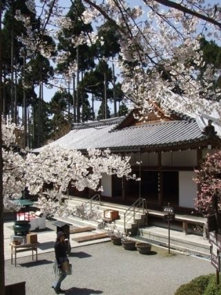 三千院周辺の桜写真２