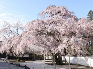 醍醐寺の桜写真２