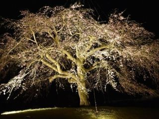 京都府緑化センターの桜写真２