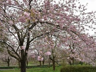 京都府緑化センターの写真３