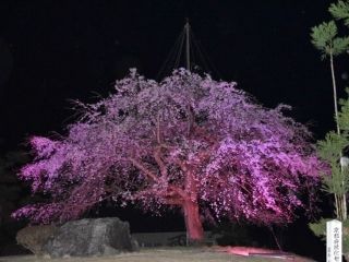 京都府緑化センターの写真４