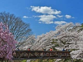 七谷川「和らぎの道」の桜写真２